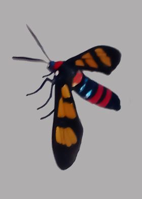 Wasp Moth