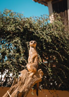 suricate