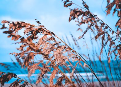 Sea Grass on the beach