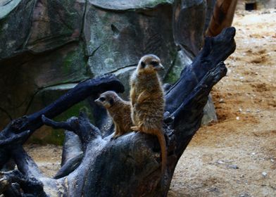 suricate