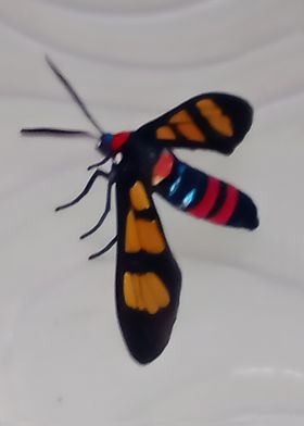 Wasp Moth2