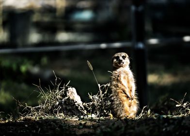 suricate