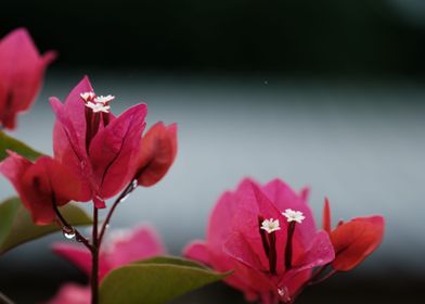 Bougainvillea