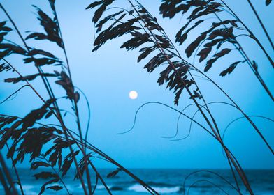 Moon through the seagr