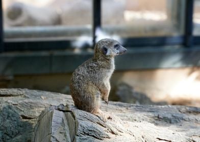 Meerkat