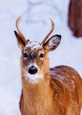 DEER 