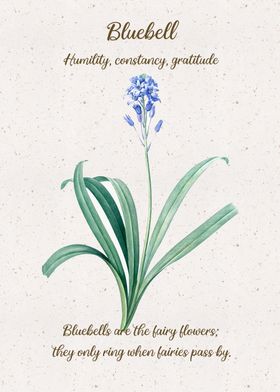 Bluebell Flower Language