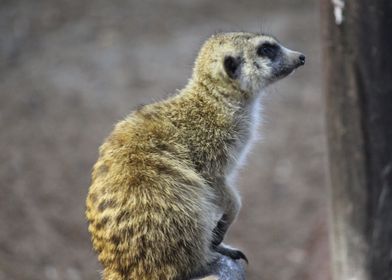 Meerkat