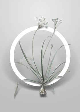 Allium Fragrans Flower Art