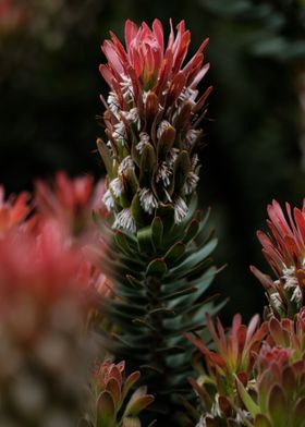 Blooming protea