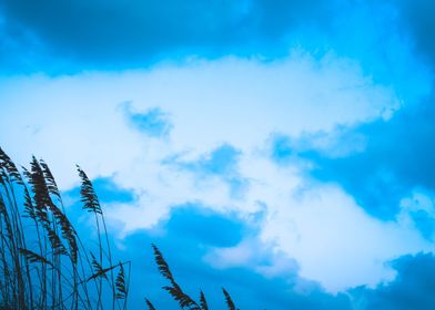 Clouds behind sea grass