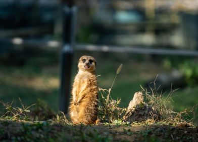 suricate