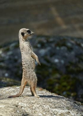 Meerkat