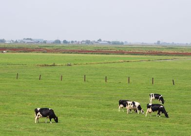 Cows