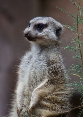 Meerkat