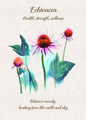 Echinacea Flower Language