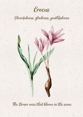 Crocus Flower Language