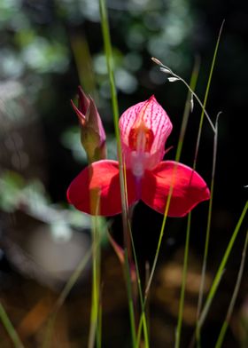 Disa Orchid Flower