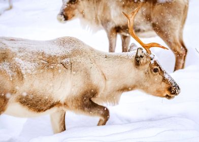 SNOW DEER 