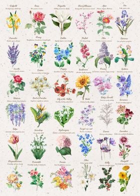 Language of Flowers Chart