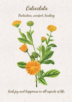 Calendula Flower Language