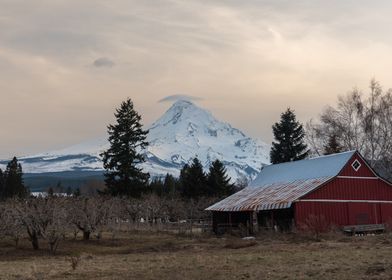 Mt Hood and red barn