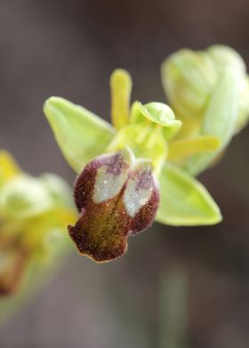 Wild orchid ophrys fusca