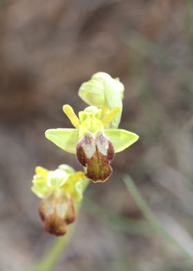 Wild orchid flower blossom