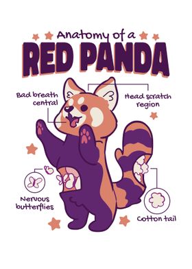 Red Panda Anatomy