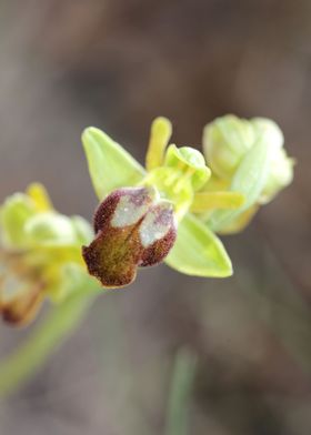 Wild orchid flower blossom