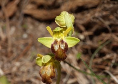 Wild mountain orchid macro