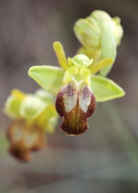 Wild orchid ophrys fusca