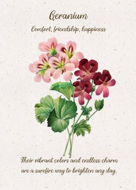 Geranium Flower Language