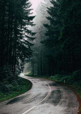 Forest road view