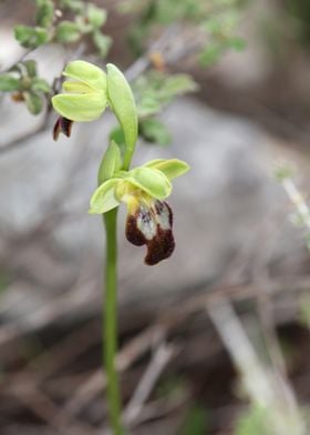 Wild orchid flower blossom