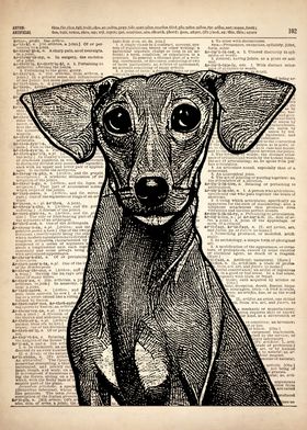 Greyhound DOG ILLUSTRATION