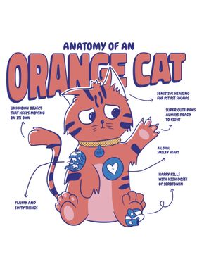 Orange Cat Anatomy