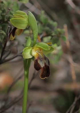 Wild orchid ophrys fusca