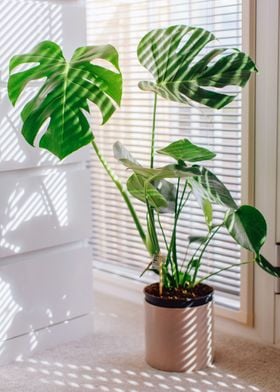 Monstera  