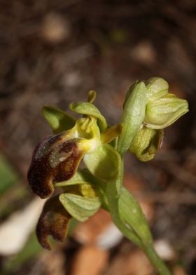 Wild mountain orchid macro