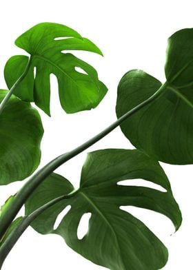 Monstera