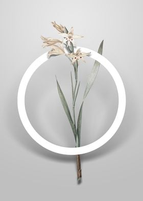 Gladiolus Cuspidatus Art