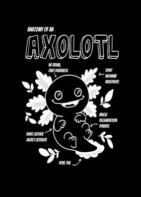 Axolotl Anatomy