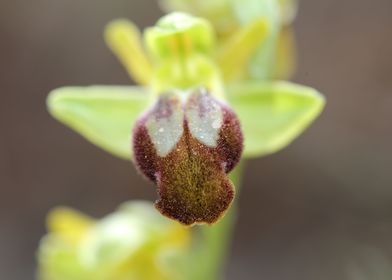 Wild orchid flower blossom