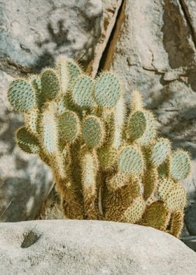 Joshua Tree Cactus Photo