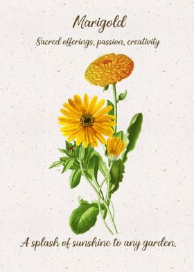 Marigold Flower Language