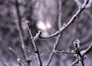 Frosty bush winter snow
