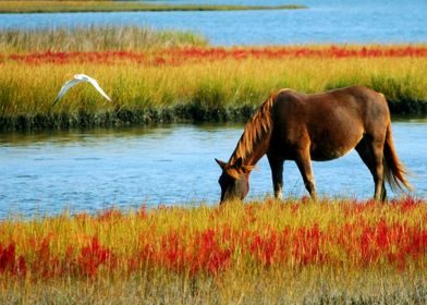 HORSE DRINK IN THE LAKE