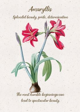 Amaryllis Flower Language