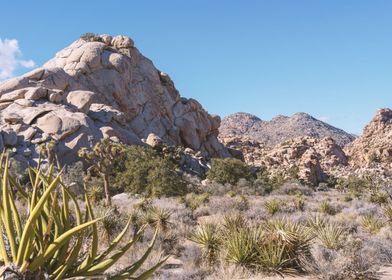 Joshua Tree Landscape 